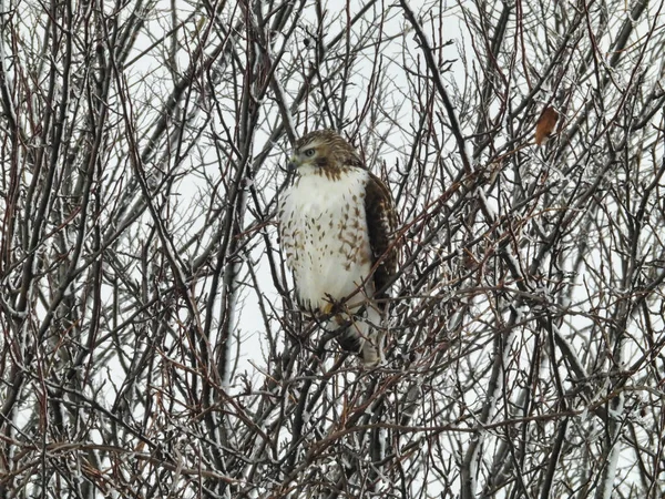 Red Tailed Hawk Raptor Bird Perched Snow Filled Tree Winter — Stock Photo, Image