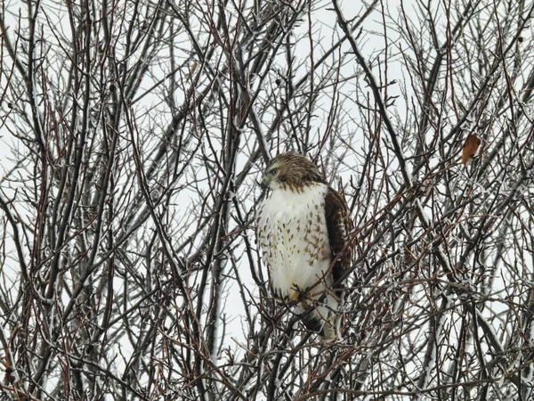 Czerwono Ogoniasty Ptak Hawk Raptor Usiadł Drzewie Wypełnionym Śniegiem Zimowy — Zdjęcie stockowe