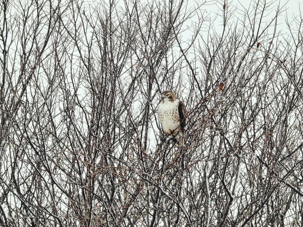 Red-Tailed Hawk Raptor Bird Perched in a Snow Filled Tree on a Winter Day