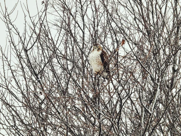 Red Tailed Hawk Raptor Bird Perched Snow Filled Tree Winter — Stock Photo, Image