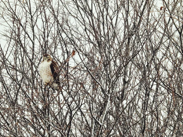 红尾鹰猛禽栖息在白雪覆盖的树上 — 图库照片