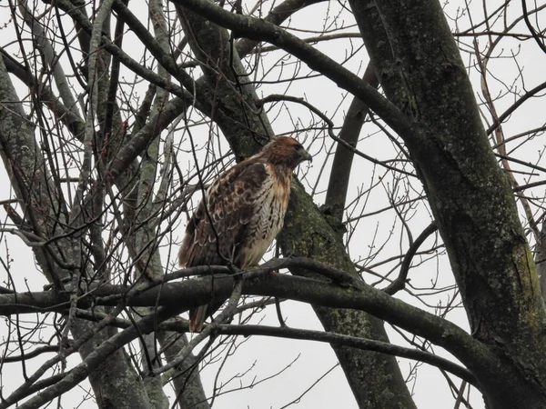 多云的日子里 红尾鹰猛禽栖息在树上 — 图库照片