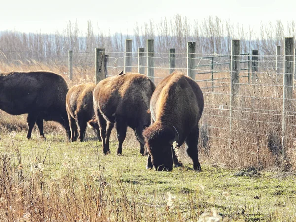 American Buffalo Bison Βόσκουν Ένα Στυλό Μια Φθινοπωρινή Μέρα — Φωτογραφία Αρχείου