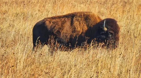 Bison Amérique Dans Feuillage Automne Haute Herbe Novembre — Photo
