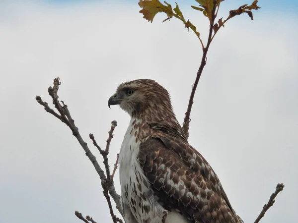 Rød Hale Hawk Bird Prey Perched Topp Gren Med Høstfargede – stockfoto