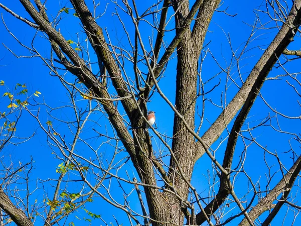 Bluebird Oriental Empoleirado Uma Árvore Dia Queda — Fotografia de Stock