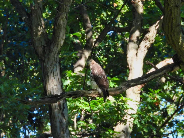Oiseau Rapace Queue Rousse Perché Dans Arbre Dans Forêt Jour — Photo