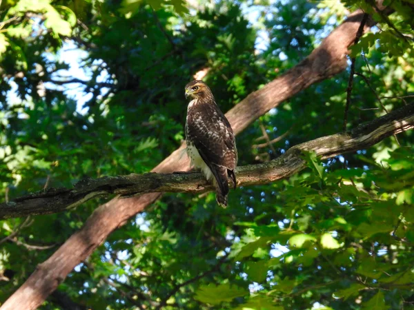 Red-Tailed Hawk Raptor Bird Perched in a Tree in the Forest on a Summer Day
