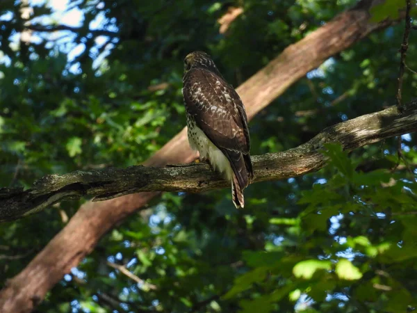 Red Tail Hawk Raptor Bird Empoleirado Uma Árvore Floresta Dia — Fotografia de Stock