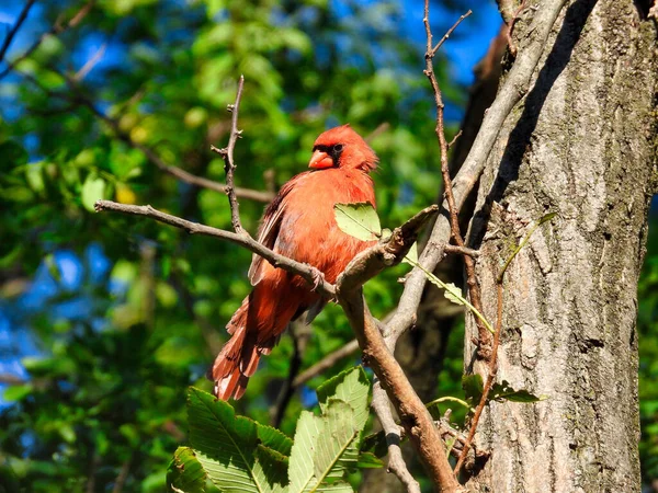 Pássaro Cardeal Norte Empoleirado Uma Árvore Sol Verão — Fotografia de Stock