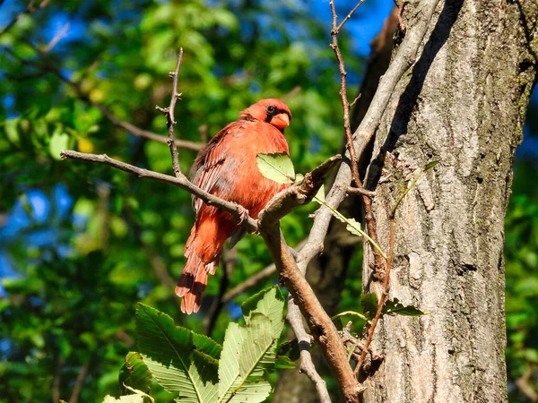 Northern Cardinal Bird Perched in a Tree in the Summer Sun