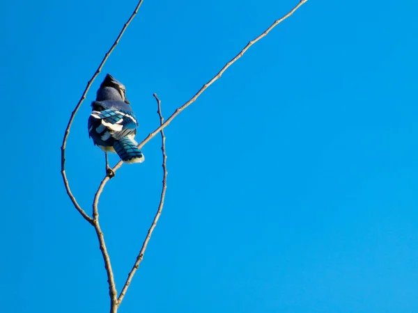 Blue Jay Bird Perched on a Tree Branch with Blue Sky on a Summer Day