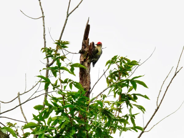 Червоні Лілії Вудпекер Птах Вершині Мертвого Дерева Гілка Похмурий День — стокове фото