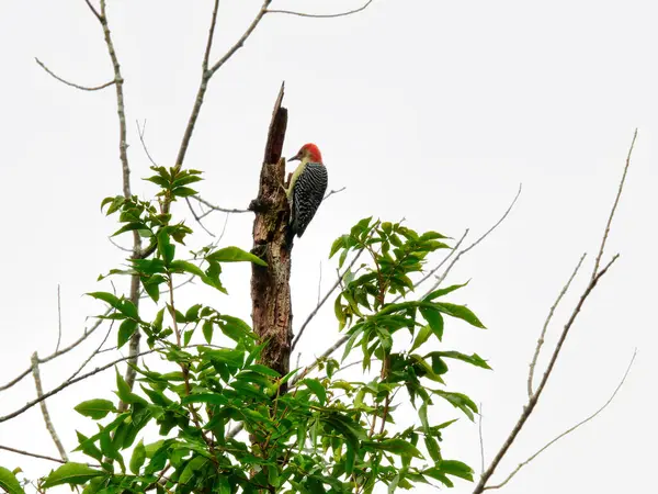 Червоні Лілії Вудпекер Птах Вершині Мертвого Дерева Гілка Похмурий День — стокове фото