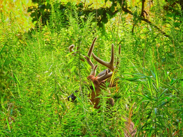 夏日日出时分 白尾鹿在森林里飞来飞去 — 图库照片