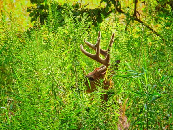 Buck White Tailed Deer Στο Δάσος Στο Sunrise — Φωτογραφία Αρχείου