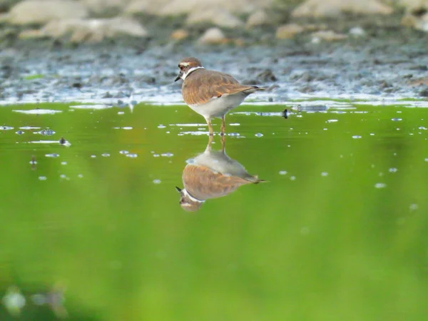 Tödlicher Wildvogel Flachen Teich Mit Spiegelung Wasser Sommer — Stockfoto