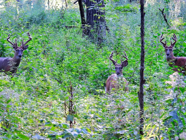 Tre Buck White Tailed Deers Skogen Vid Soluppgången Morgonen — Stockfoto