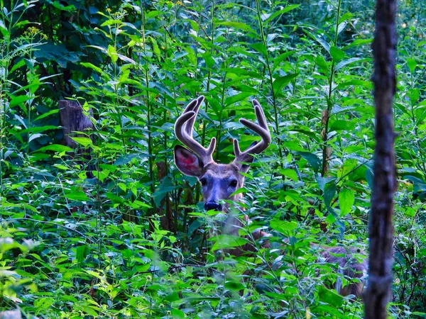 夏の日の出に森でバックホワイトテールディア — ストック写真