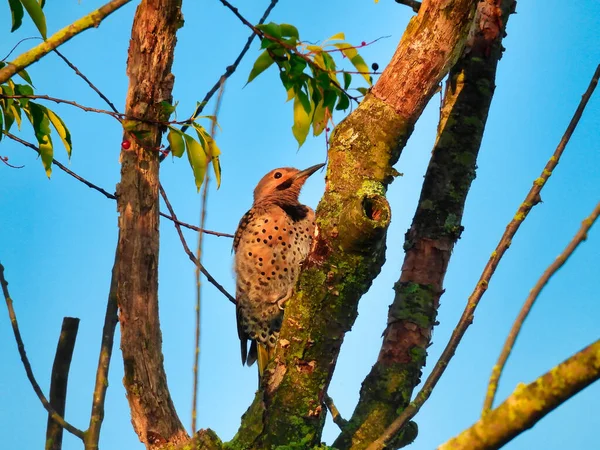Northern Flicker Woodpecker Bird Perched in a Tree at Sunrise