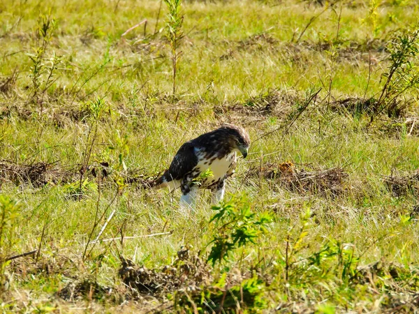 Red Tailed Hawk Ground Prairie Late Summer — Stock Photo, Image