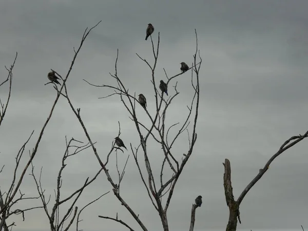 Aves Estorninos Europeas Encaramadas Árbol Día Nublado — Foto de Stock