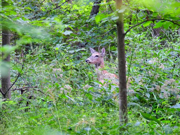 夏末森林里的白尾鹿 — 图库照片