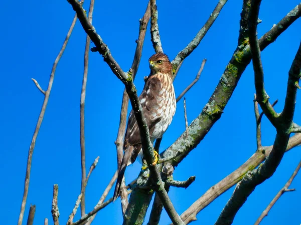 Coopers Greifvogel Hockt Zeitigen Frühjahr Einem Baum — Stockfoto