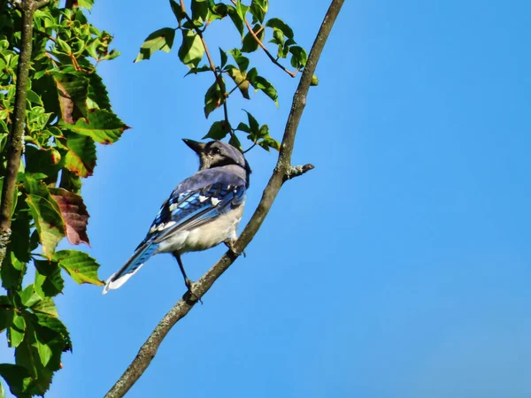 Μπλε Jay Bird Κοιτάζοντας Πίσω Ενώ Σκαρφαλωμένο Ένα Υποκατάστημα Στον — Φωτογραφία Αρχείου