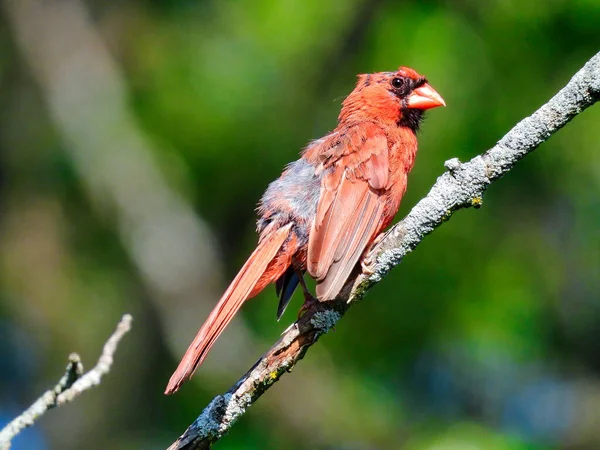 Molting Northern Cardinal Male Bird Perched on a Branch in the Summer Sun