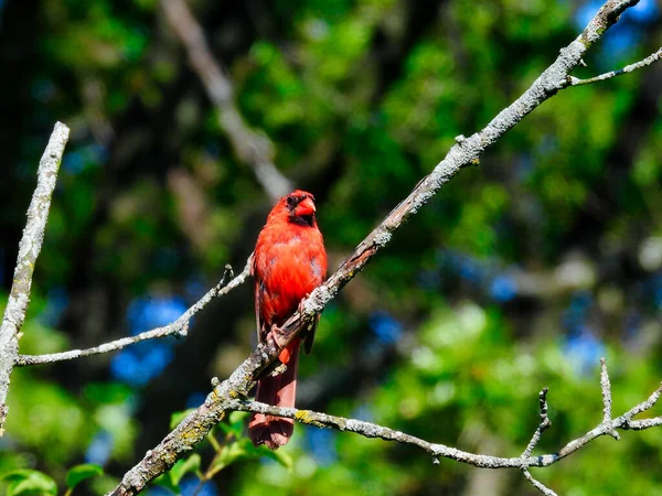 Molting Northern Cardinal Αρσενικό Πουλί Σκαρφαλωμένο Ένα Υποκατάστημα Στον Καλοκαιρινό — Φωτογραφία Αρχείου