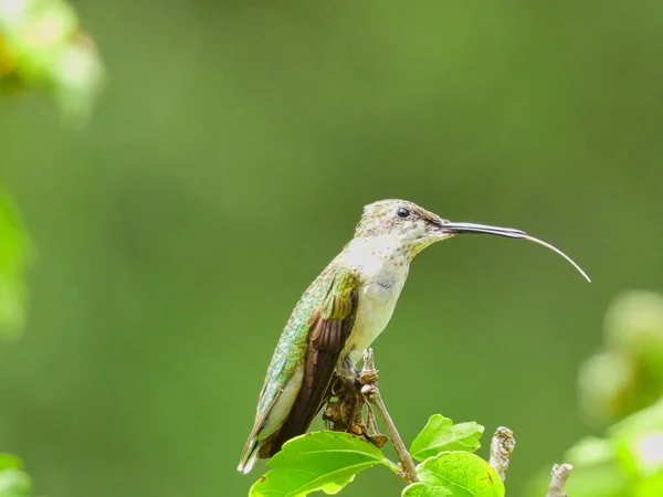 Ruby Throated Kolibri Uppflugen Gren Med Tungan Sticker Sommarsolen — Stockfoto