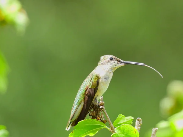 Ruby Hrdlo Kolibřík Usazený Větvi Jazykem Vyčnívajícím Letním Slunci — Stock fotografie