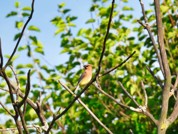 Cedar Waxwing Bird Pered Tree Branch Summer Sun — стоковое фото