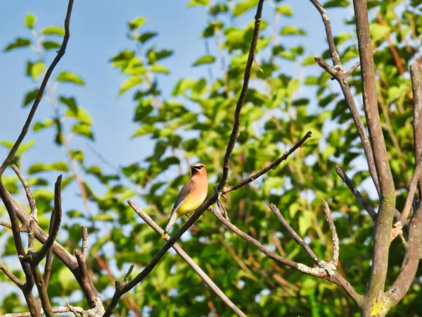 Cedar Waxwing Bird Sedí Větvi Stromu Letním Slunci — Stock fotografie