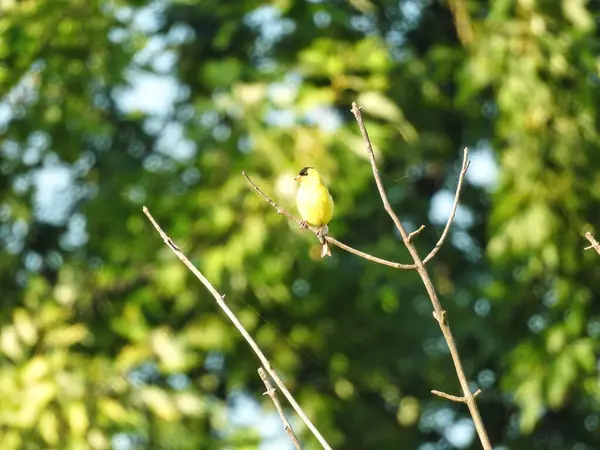 American Goldfinch Pták Usazený Větvi Letním Slunci — Stock fotografie