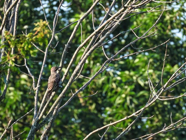 Northern Flicker Woodpecker Bird Perched on a Tree in the Summer Sun