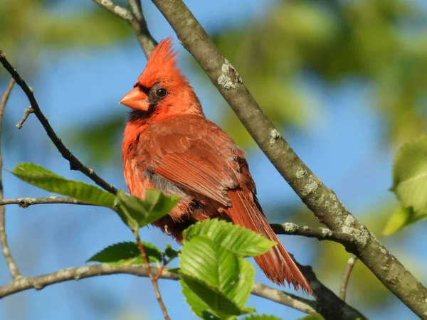 在夏日阳光下 红雀迎面的北方红鸟 头顶着羽毛 栖息在树枝上 绿叶和明亮的蓝天的背景下 — 图库照片