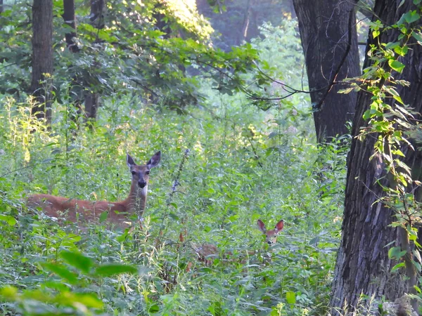 在日出时分 妈妈和宝宝白尾鹿穿过森林 — 图库照片