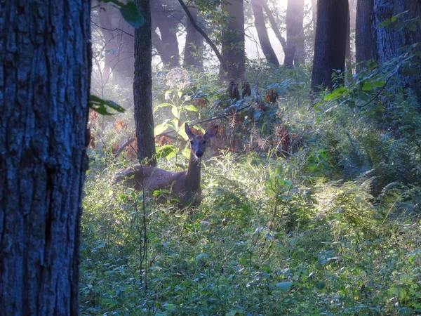 白尾鹿在日出时分穿过森林 — 图库照片