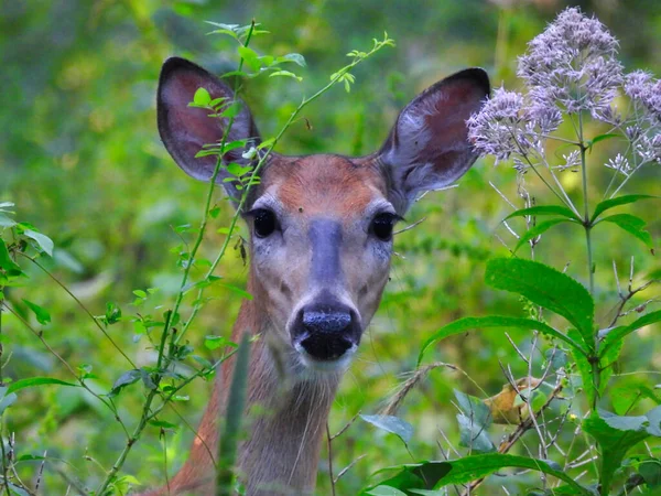 晨曦草原上的年轻白尾鹿 — 图库照片
