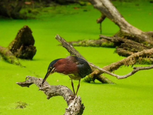 Green Heron Hunting Fish Fallen Tree Branch Duck Week Pond — Fotografia de Stock