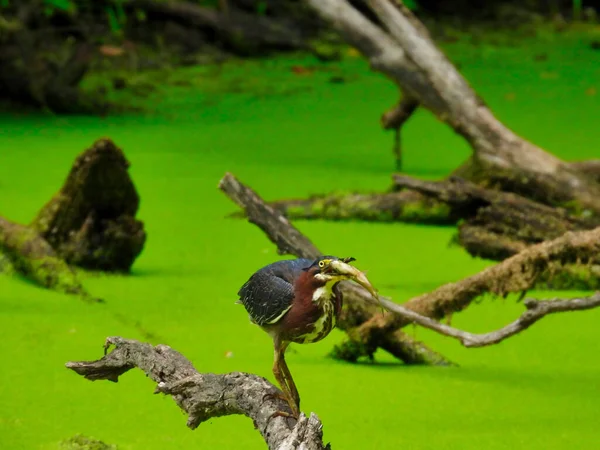Green Heron Hunting Fish Fallen Tree Branch Duck Week Pond — Foto de Stock