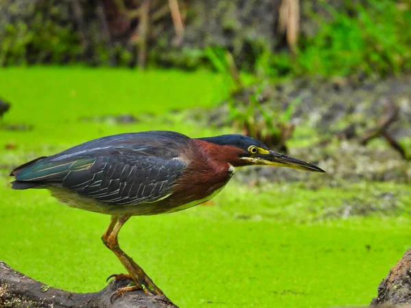 Grønn Heron Jakt Fisk Fallen Tree Branch Duck Week Pond – stockfoto