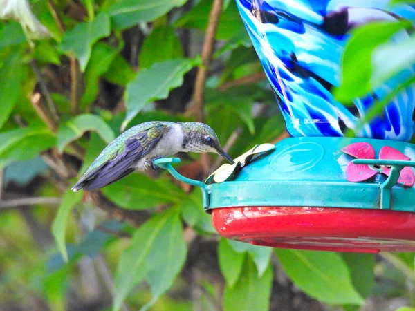 Hummingbird Dalla Gola Rubino Alimentatore Nettare Una Giornata Estiva — Foto Stock