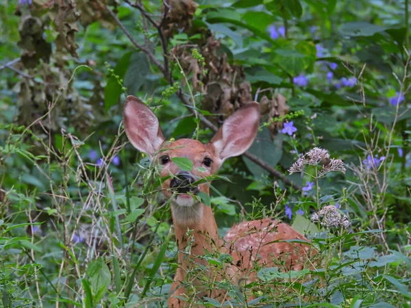 夏日的草原上的猎鹿 — 图库照片