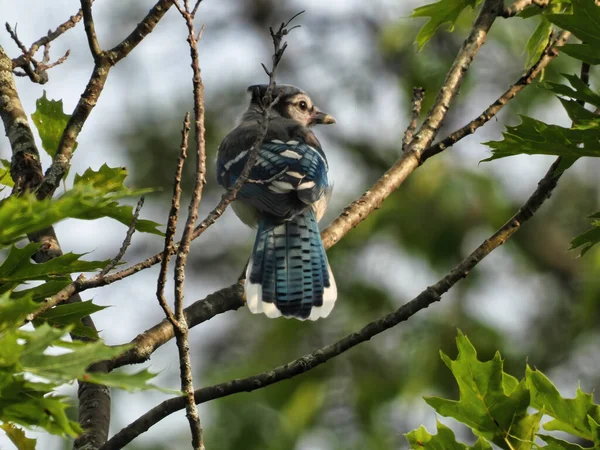 Blue Jay Bird Perched in a Tree at Sunset