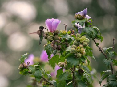 Ruby-Throated Hummingbird Erkek Kuş Sharon H 'den Rose' un üzerinde uçuyor