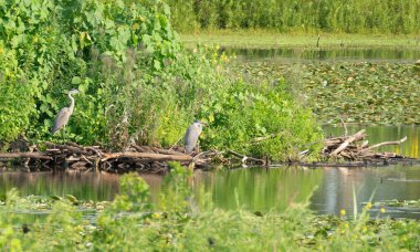 İki Mavi Balıkçıl Göl 'de Düşen Kütükler Üzerinde