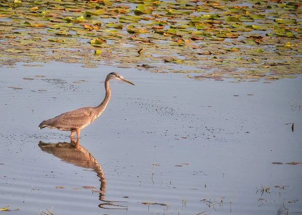 Blaureiher Vogel Watet Durch Durchsichtigen Teich — Stockfoto